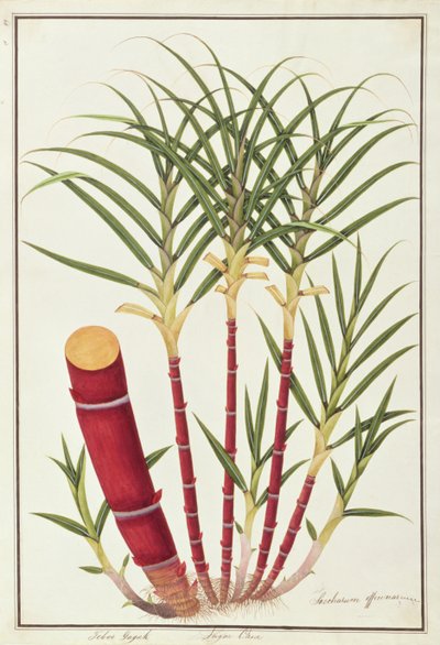 Zuckerrohr, Teboo Gagak, aus Zeichnungen von Pflanzen aus Malakka, ca. 1805-18 von Chinese School